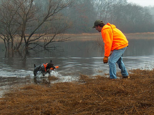 Dog getting out of the river