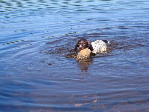 Dog training in the water