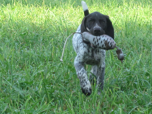 Young dog walking on green grass